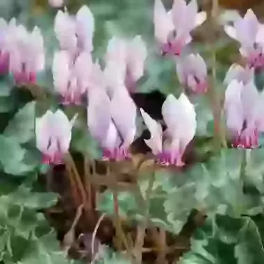Hederifolium